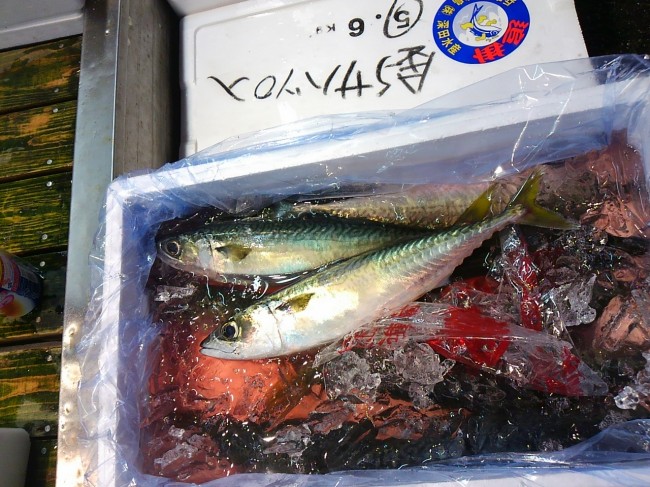 淡路深田水産さんから待望の入荷！「とつかあじ＆まさば」