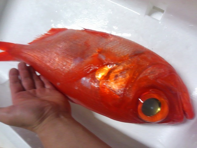 静岡の金目鯛