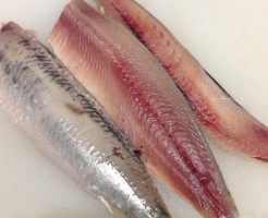 大好評のトロいわし！「千葉　いわし　活きなヤツ」