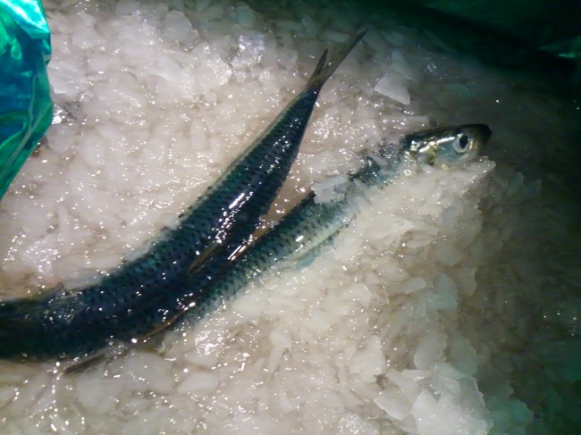 今日もとろっとろに脂ありそうです「宮城和久水産　　いわし」