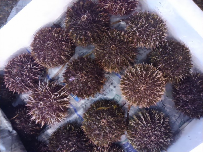 今日も身が詰まってます！。。。「岩手　殻付のバフンウニ」