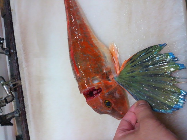 あぶらめの陰に隠れて目立ちませんでしたが。。。「岩手直送　追っ掛けのホウボウ」