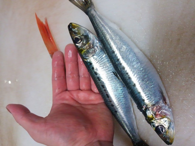  立派過ぎる。。。「北海道　脂のりのりいわし」