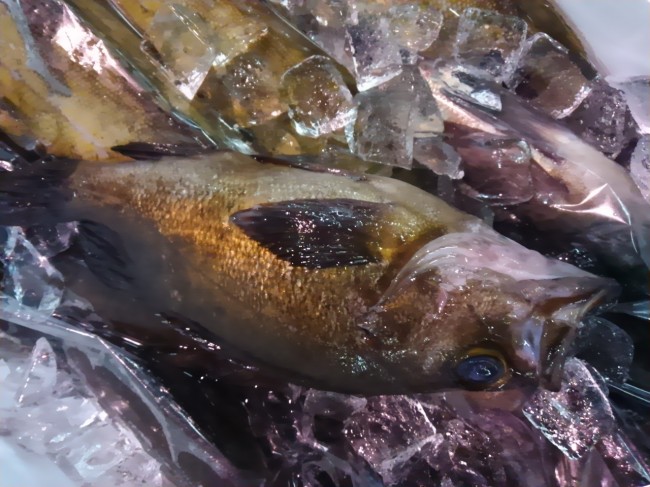 「岩手直送 追っ掛けのメバル」