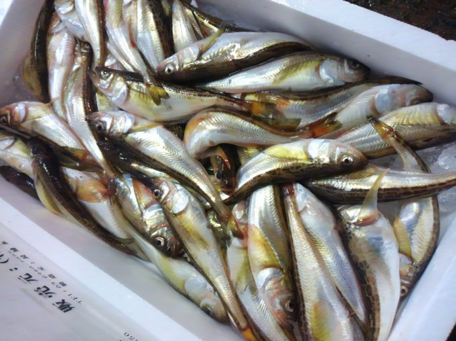 身の味一番!「鳥取 はたはた」