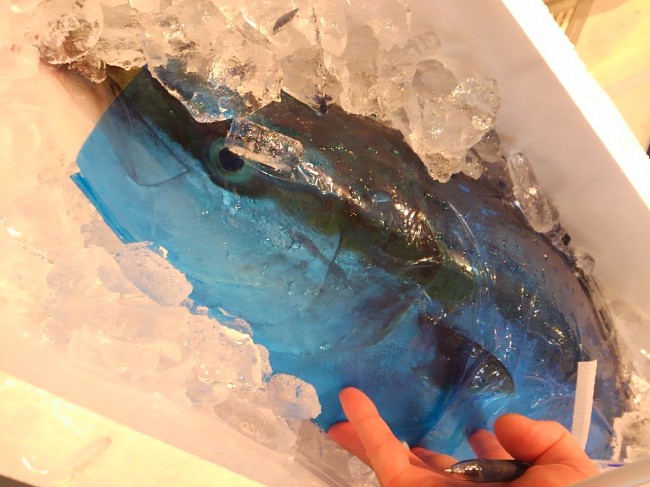 「北海道 天然ぶり」