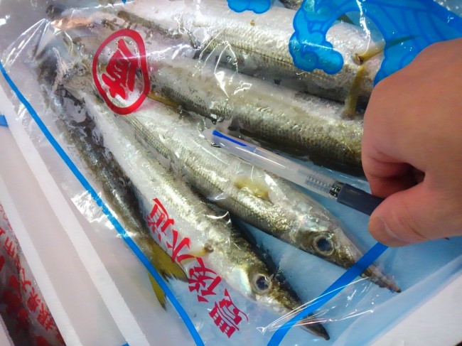 「豊後水道　かます」