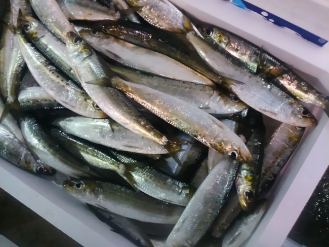 「淡路　いわし」