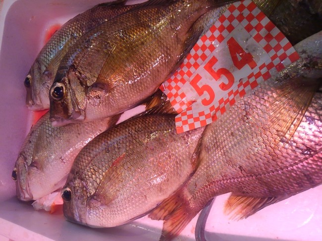 「長崎　タマメ」