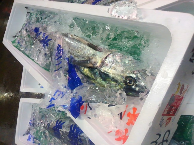 「徳島　釣りさわら」