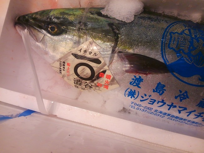 噴火湾の12ｋｇアップの「天然ぶり」