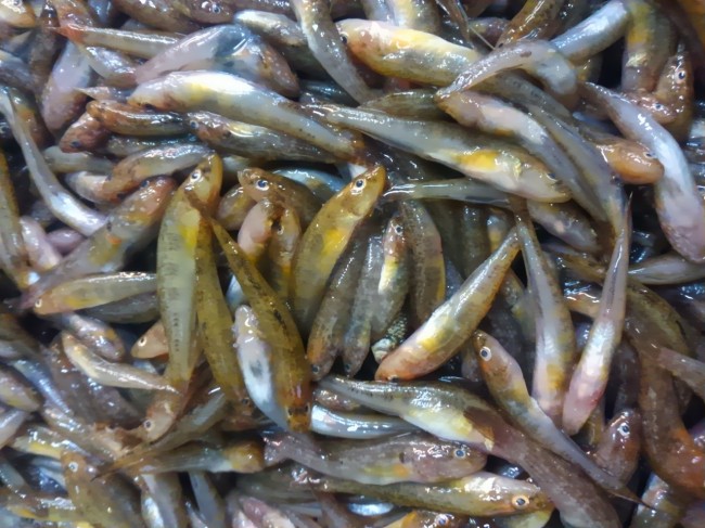 名前を聞いてもパッとしないでしょ「青森 ごり」