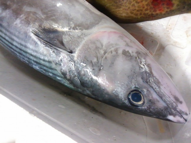 鮮度抜群！「岩手大船渡直送　はがつお」