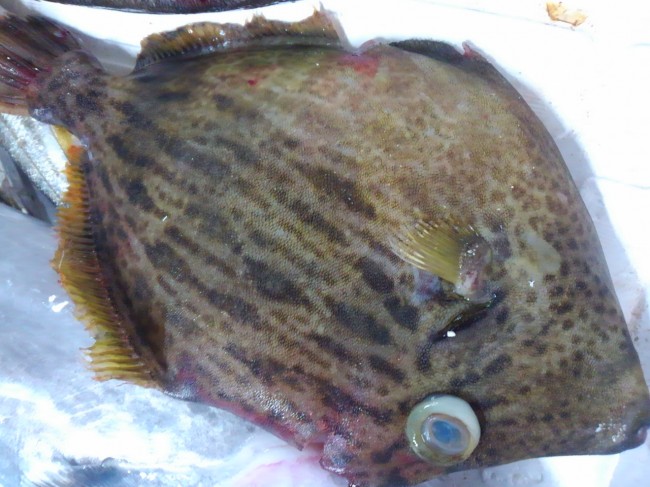 天然より養殖の方が高い魚「愛媛　カワハギ」