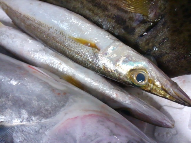 底引き網とは思えない。。「石川 赤カマス」