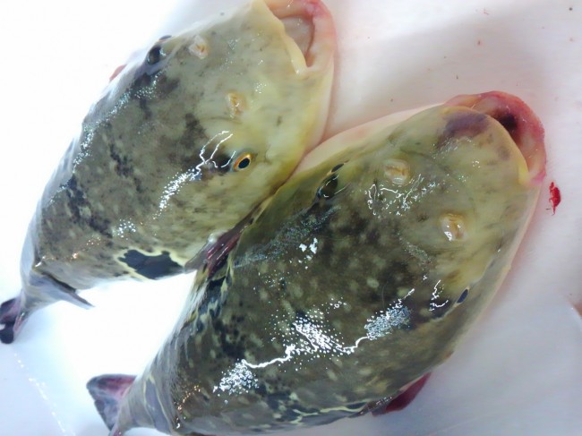 「黄金ふぐ｣とは。。。今流行り？！の陸上養殖ふぐ。