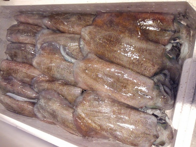 小さいですが。。実に旨い!「島根 あおりいか」