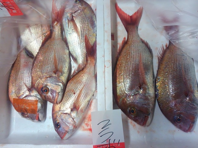 「淡路の両雄　岩屋と由良の鯛を比べてみました！」