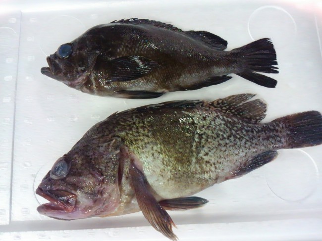 岩手の直送便は「真ソイ」と「黒メバル」