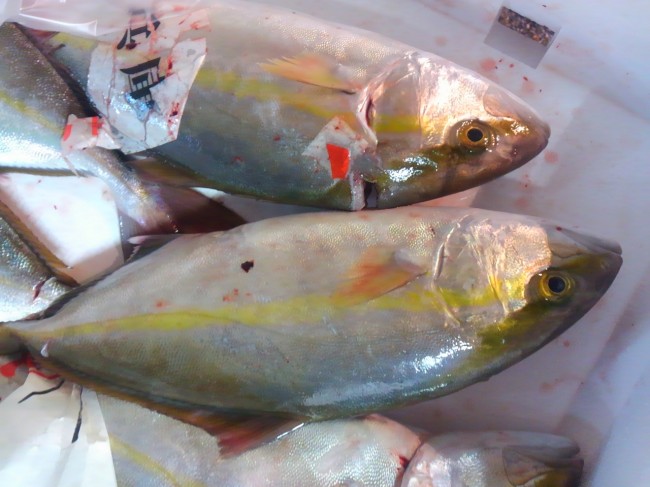 淡路沼島　天然シオ