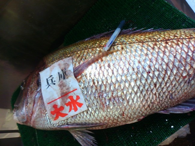 ５．９ｋｇの淡路の天然鯛