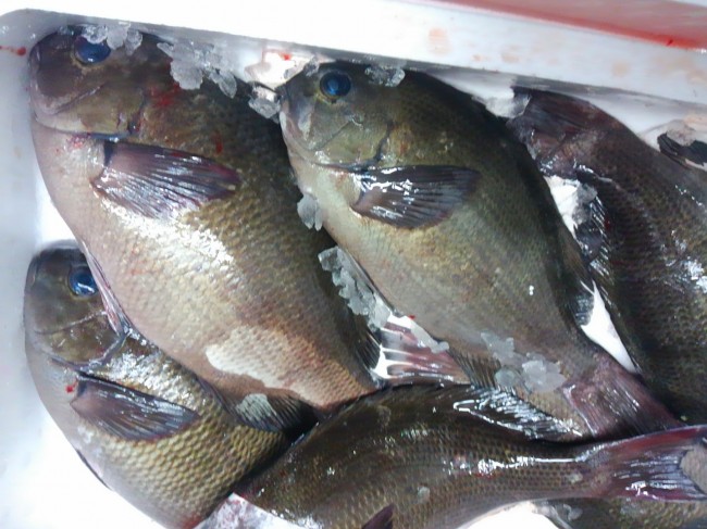 これからが本番の「愛媛　ぐれ」