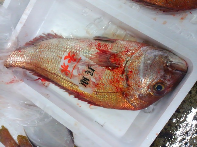 魚の王様「淡路　天然鯛」