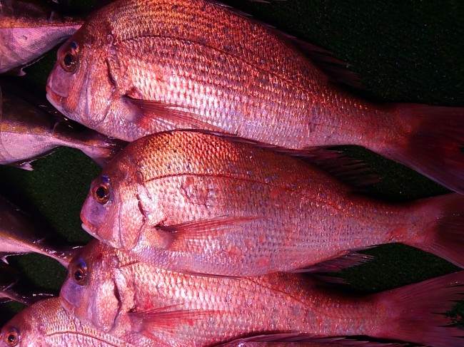 魚の王様「淡路　天然鯛」