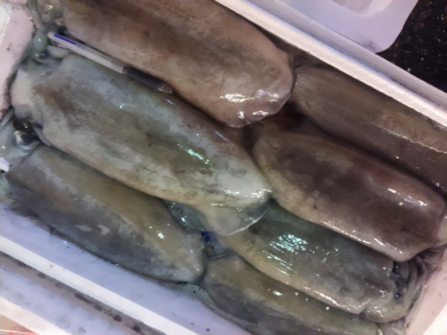  でかい！「島根　定置網のあおりいか」