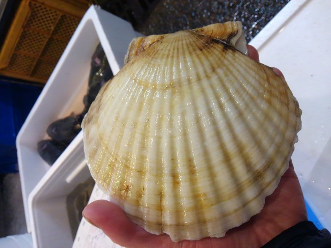 北海道。。中でもここの帆立は最高！「北海道野付水道　天然帆立」