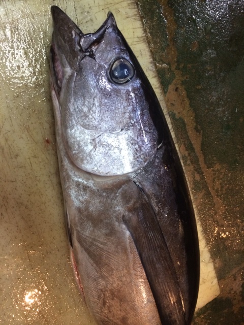 今日一番は。。。ズバリ！「和歌山勝浦　びんちょうまぐろ」