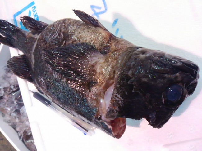 今年初便「岩手直送 そい」