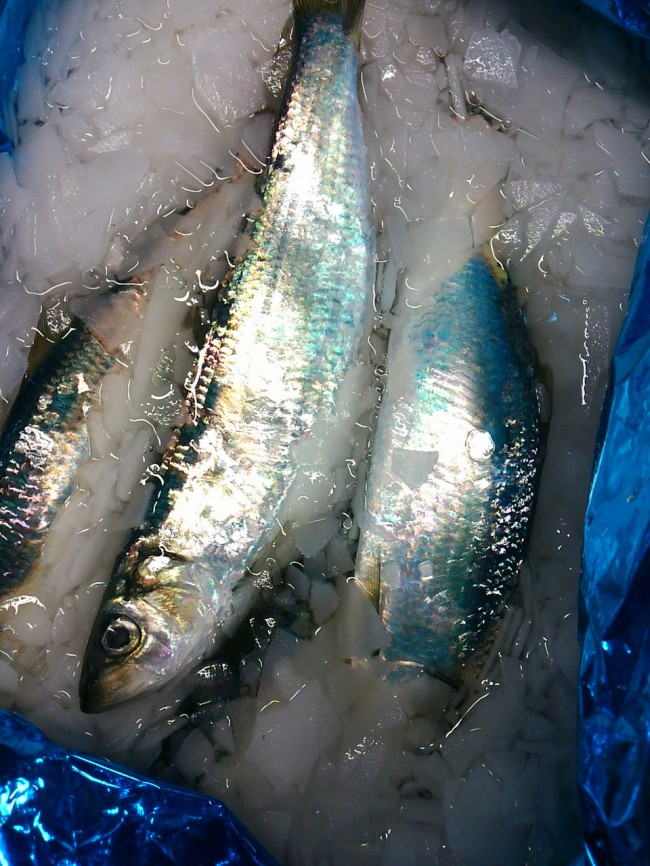 春告げ魚「北海道　にしん」