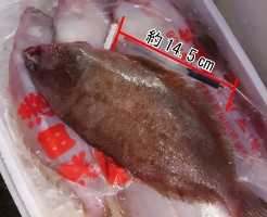 s-特大笹カレイ