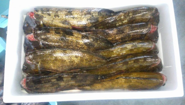 「岩手直送便　あぶらめ」