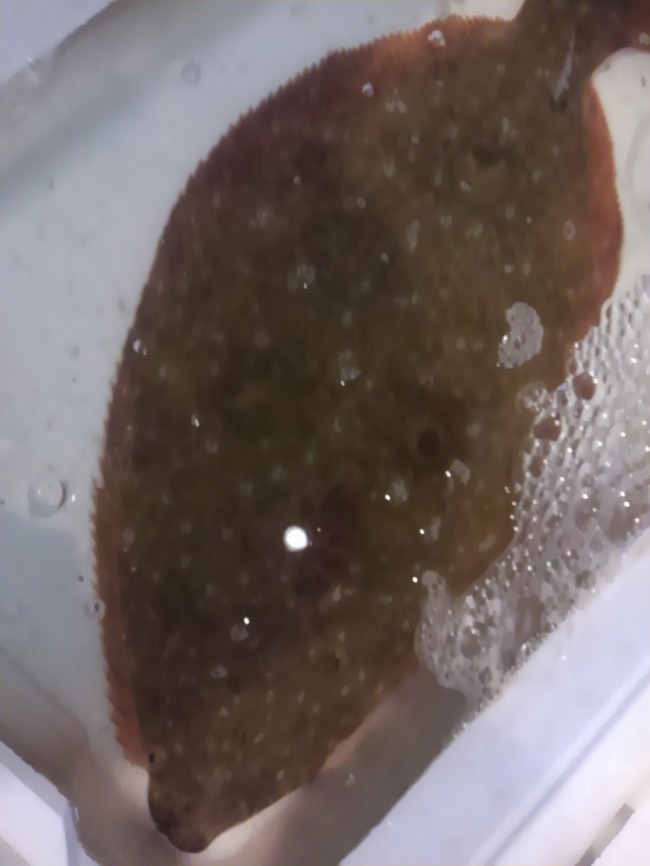 「淡路　天然平目」