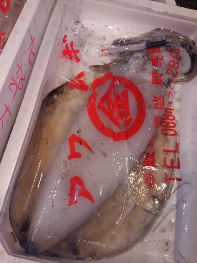 「長崎壱岐　活けあおりいか」