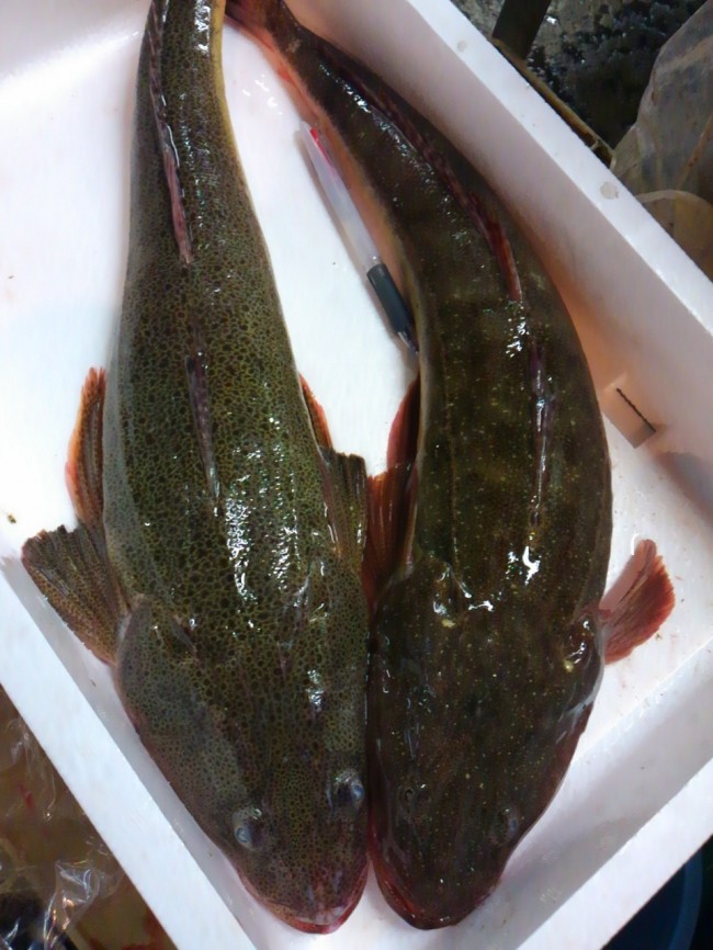 「淡路　マコチ＆ヨシノゴチ」