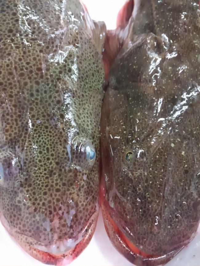 「淡路 マコチ&ヨシノゴチ」