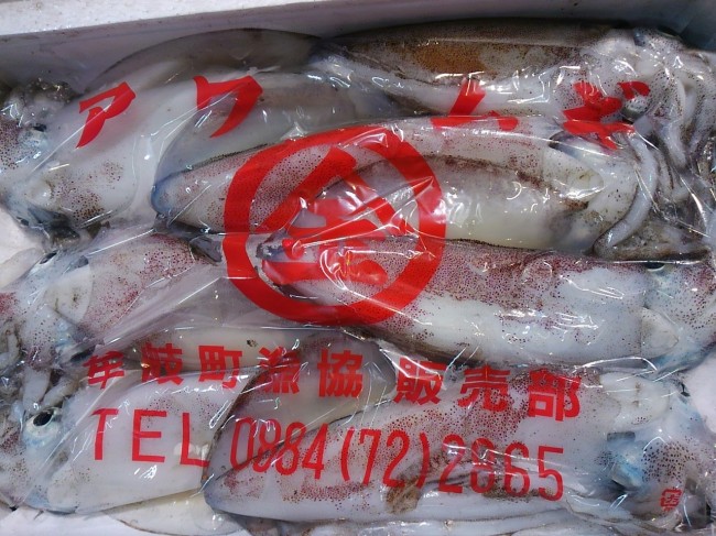 「徳島 活けあおりいか」