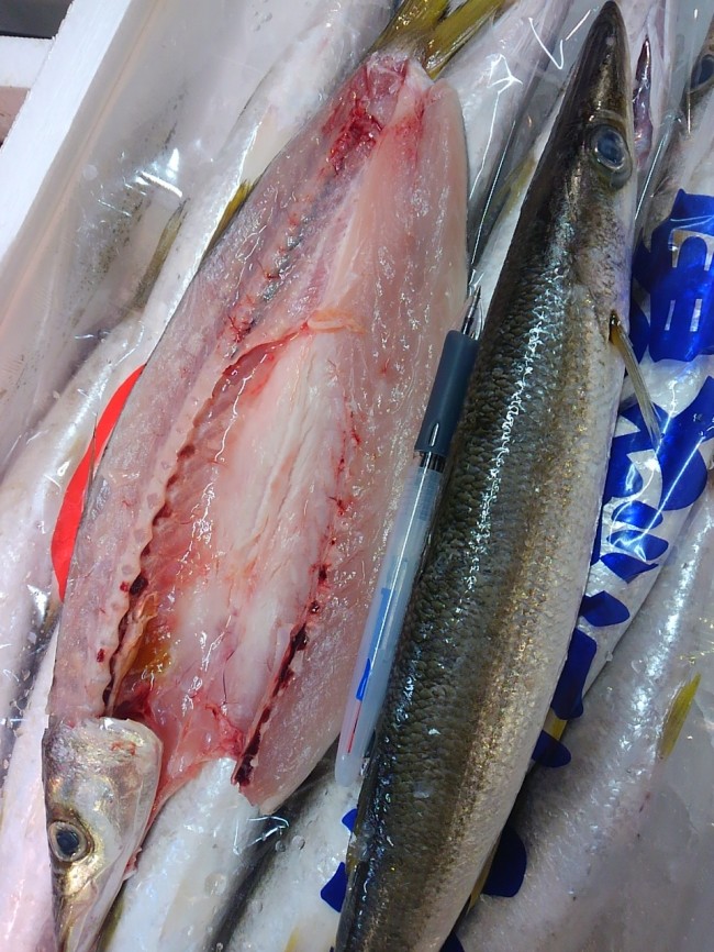 「長崎トロカマス」