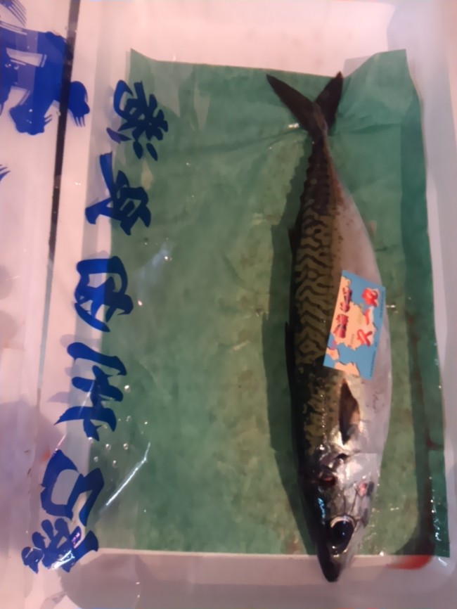 「和歌山　活け吉宗鯖」