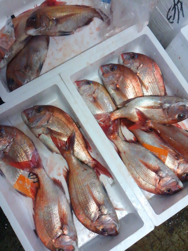 「淡路　天然鯛」