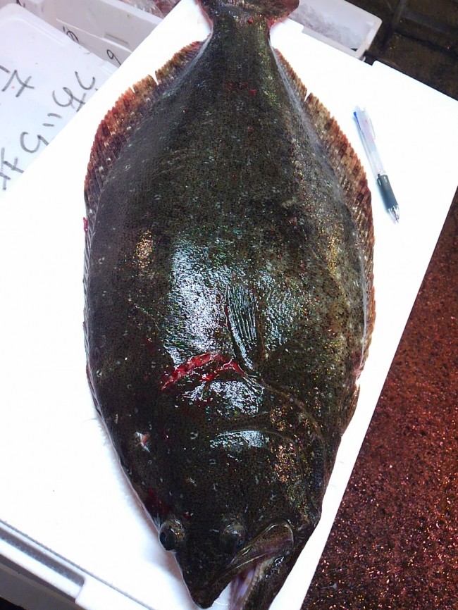 「静岡　御前崎　天然平目」