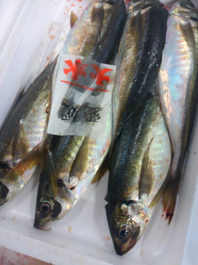 「愛媛　活けあじ」