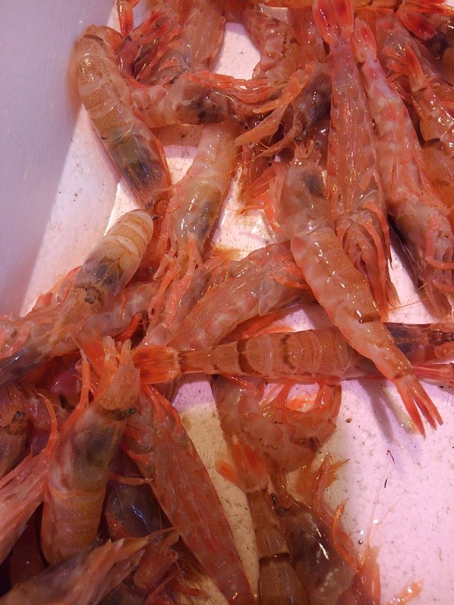  海老にも熟成が必要！「兵庫　泳ぎもさ海老」