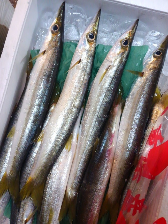 水揚げ後の処理の重要性を思い知った魚「三重　かます」