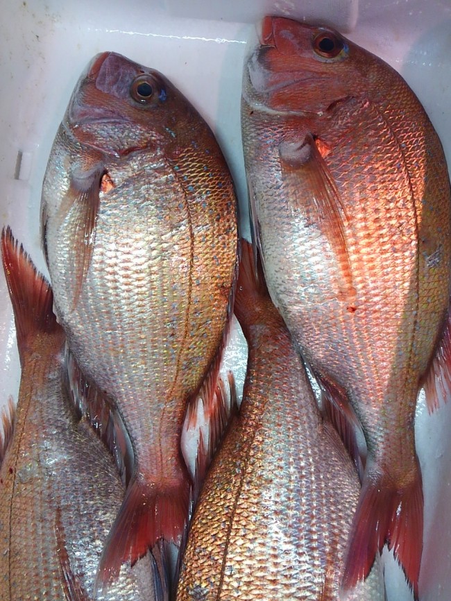 「明石　天然鯛」