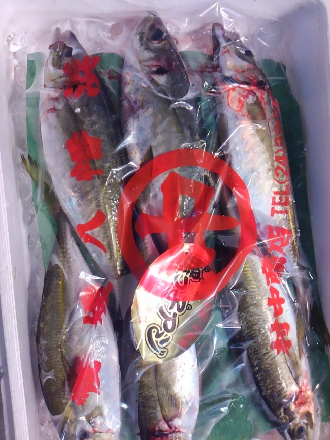 「愛媛 媛っ子あじ」