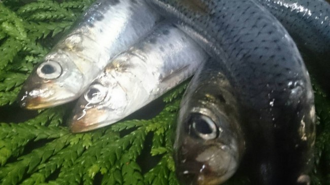 「愛媛 いわし」